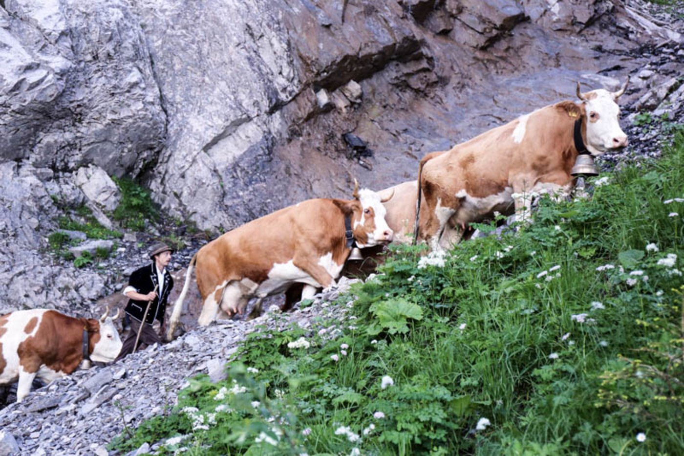 Entsprechend schnell wird dann auch marschiert. Für 600 Höhenmeter benötigen die Kühe kaum mehr als 90 Minuten.