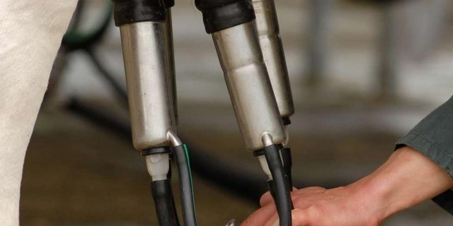 Schon fast 16000 Landwirte haben sich für die Auszahlung der allgemeinen Milchzulage angemeldet. (Bild Fotolia)