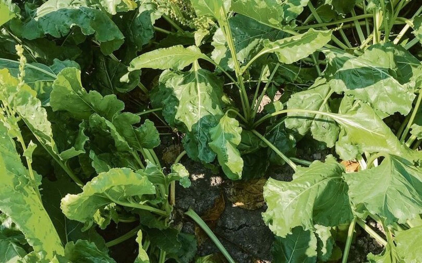Nach dem Regen geht es den Zuckerrüben gut.