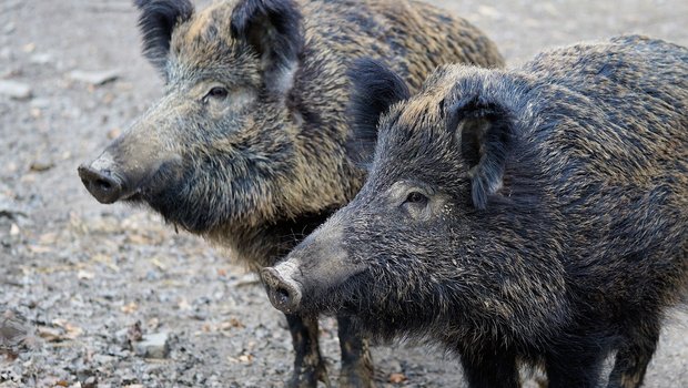 Wildschweine können die Afrikanische Schweinepest auf Hausschweine übertragen. (Symbolbild Pixabay)