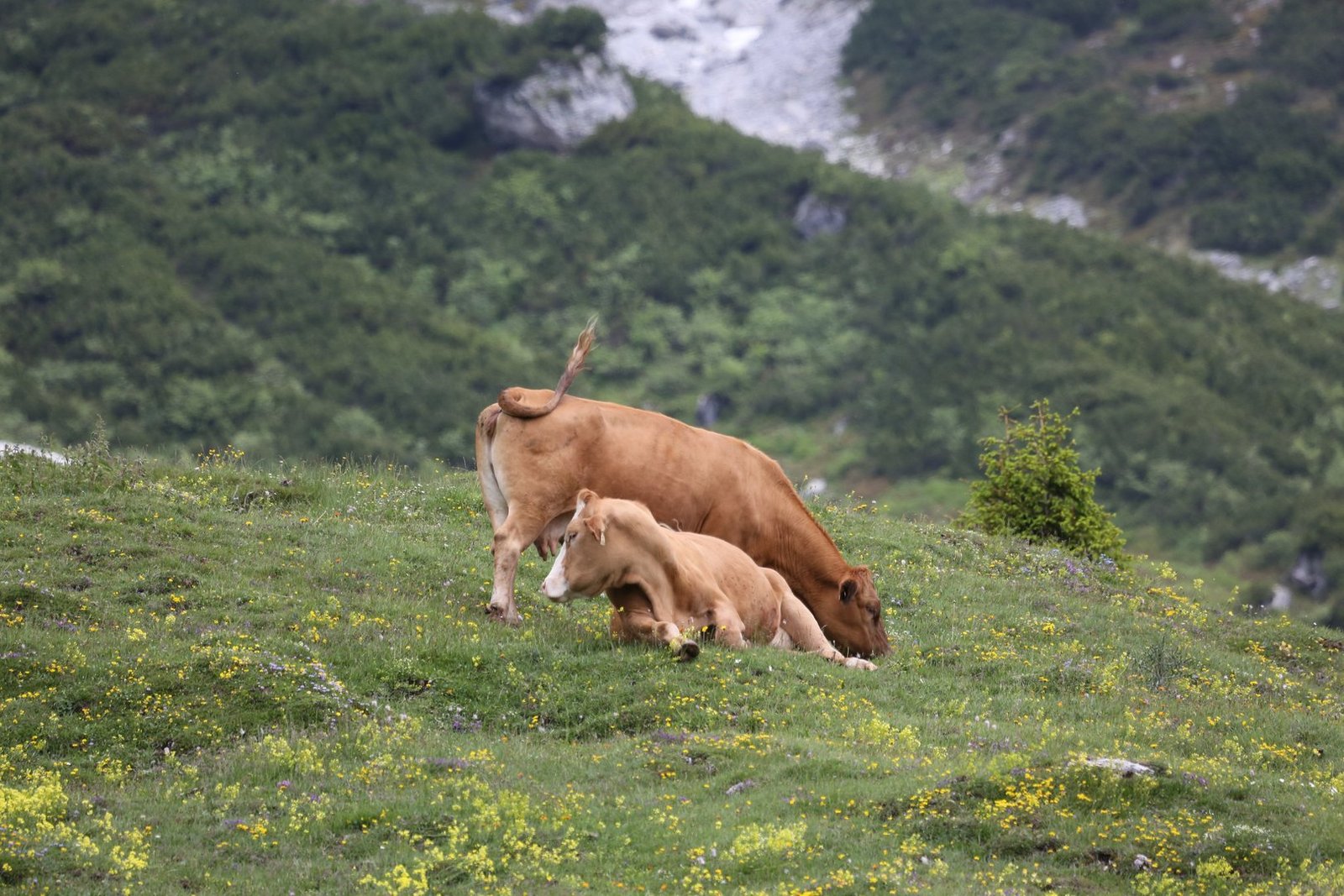 Wie können sich Landwirtinnen und Landwirte gegen Lumpy Skin Disease ...