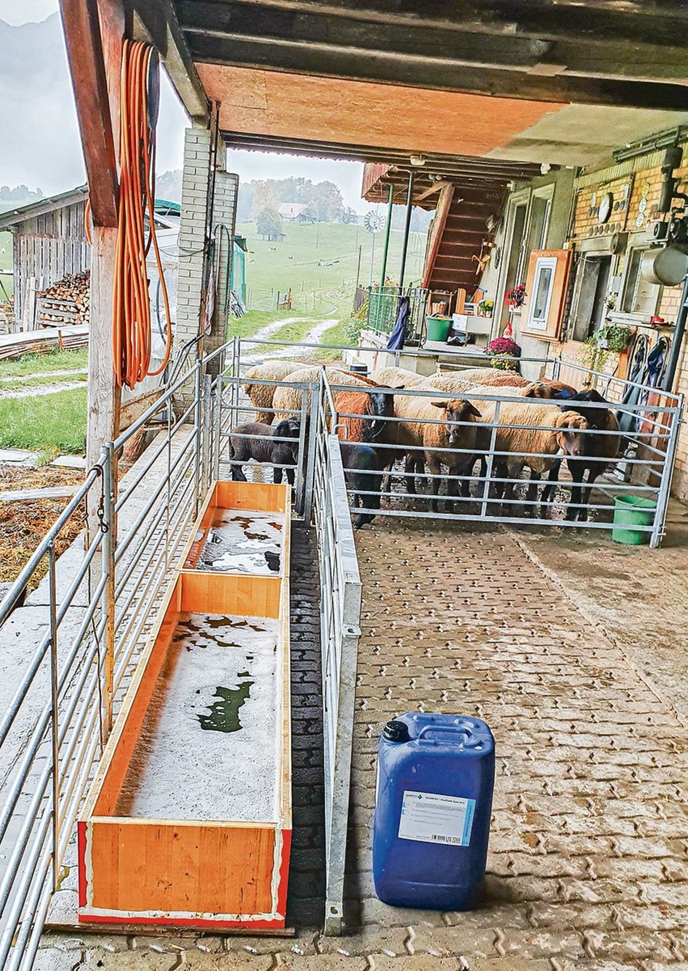 Das neue Klauenbademittel basiert auf organischen Säuren, ist biologisch abbaubar und kann in der Güllegrube entsorgt werden.