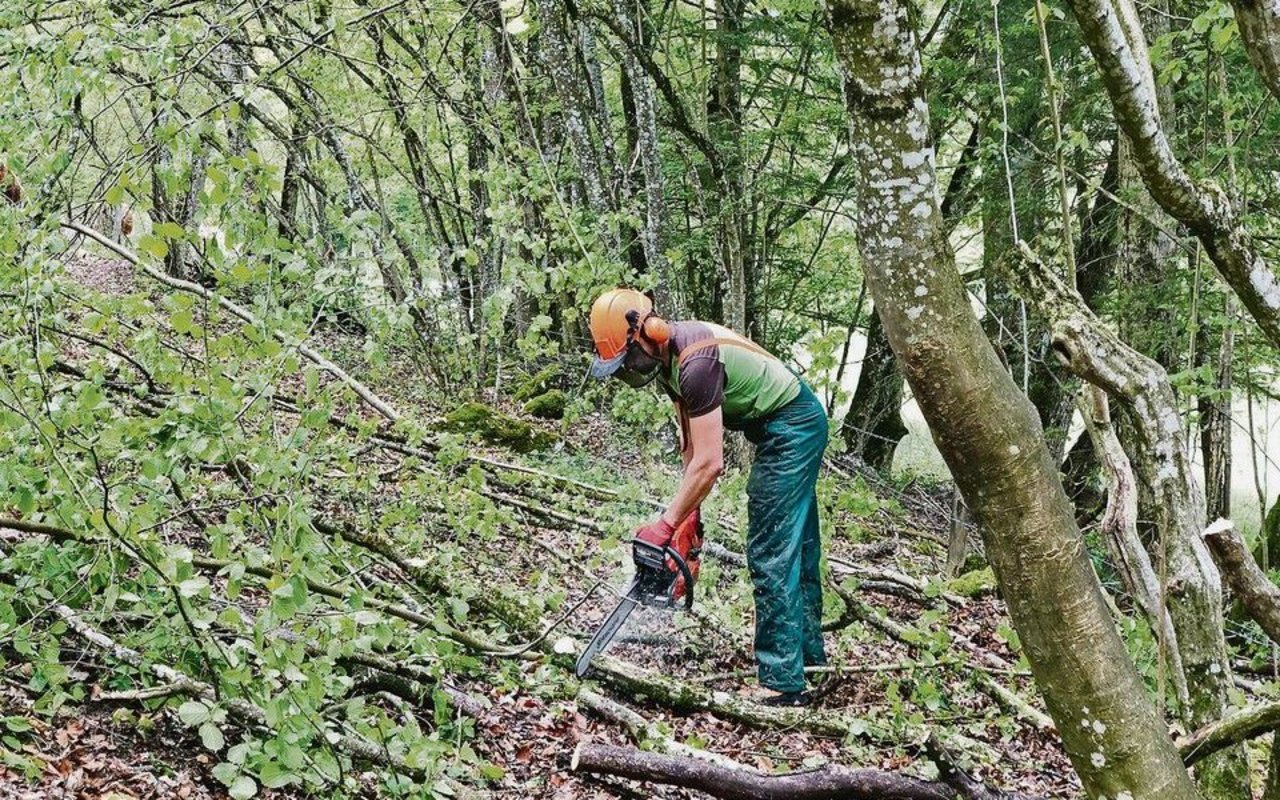 Die Plätze in den Holzerntekursen sind begehrt, denn ab dem Jahreswechsel werden sie zum Holzen für Dritte Pflicht. Bezüglich der Lernenden bestehen aber noch offene Fragen.