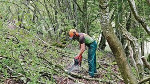 Die Plätze in den Holzerntekursen sind begehrt, denn ab dem Jahreswechsel werden sie zum Holzen für Dritte Pflicht. Bezüglich der Lernenden bestehen aber noch offene Fragen.