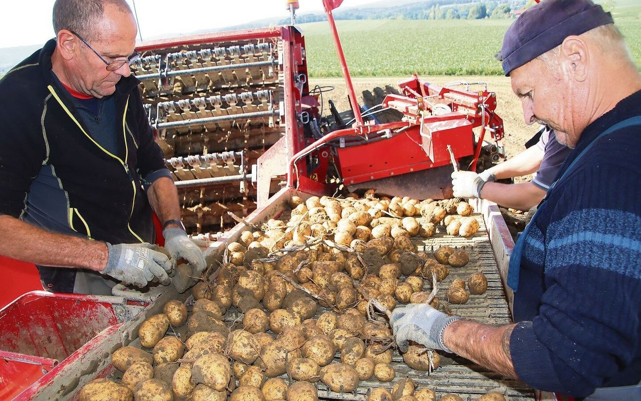 Das Helferteam auf dem Roder sortiert mit flinken Handgriffen Steine und Erdknollen sowie Kartoffeln mit Schäden aus.