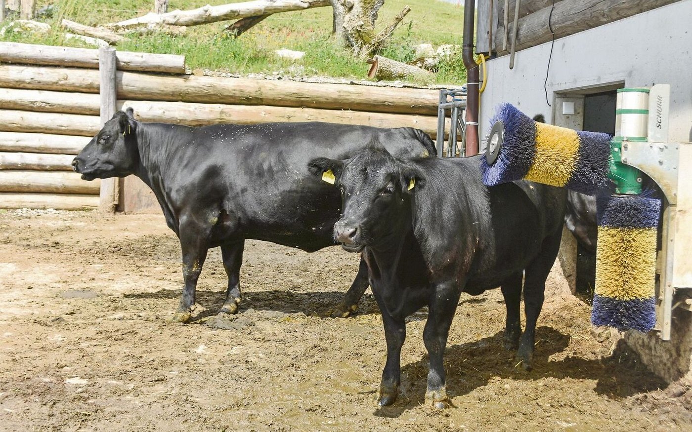 Die Angusrinder fühlen sich auf der Alp Laubenstaagsichtlich wohl.
