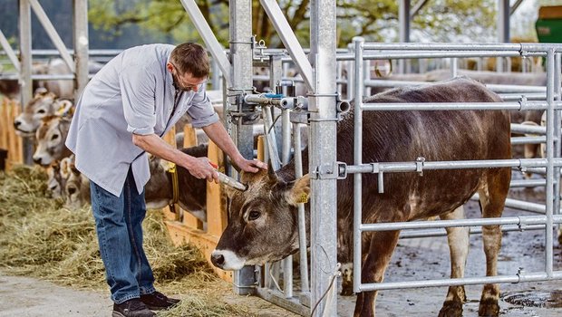 Der Bundesrat erlaubt mit der Revision des Lebensmittelrechts die Betäubung und Entblutung von Tieren auf der Weide oder dem Herkunftsbetrieb. (Bild BauZ)