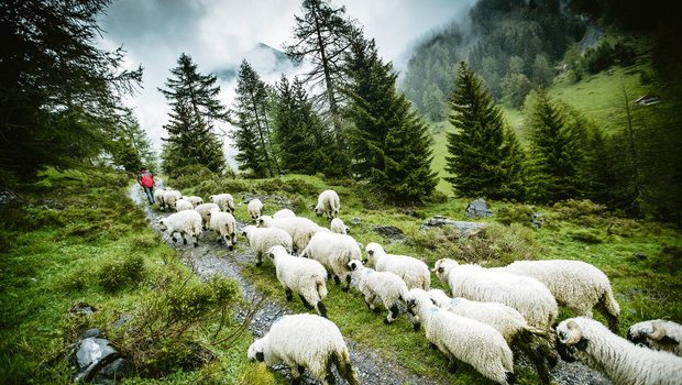 Schafe ziehen im Wallis nach dem Alpsommer zurück ins Tal. Wird ihre Sömmerung durch Grossraubtiere zunehmend gefährdet? Eine emotionale Frage, welche die Abstimmung über das revidierte Jagdgesetz vom 27. September mitprägen dürfte. (Bild Keystone/Marco Schnyder)