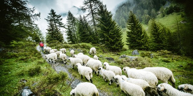 Schafe ziehen im Wallis nach dem Alpsommer zurück ins Tal. Wird ihre Sömmerung durch Grossraubtiere zunehmend gefährdet? Eine emotionale Frage, welche die Abstimmung über das revidierte Jagdgesetz vom 27. September mitprägen dürfte. (Bild Keystone/Marco Schnyder)