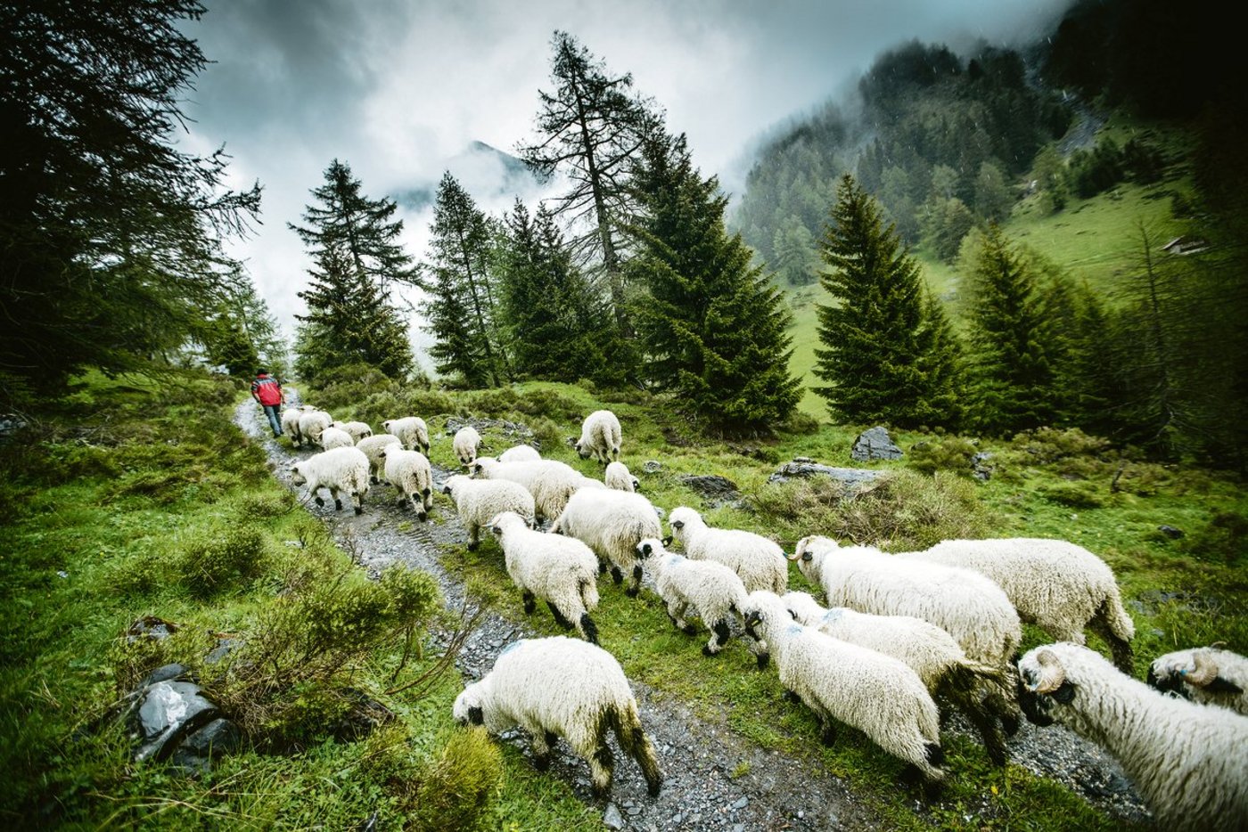 Schafe ziehen im Wallis nach dem Alpsommer zurück ins Tal. Wird ihre Sömmerung durch Grossraubtiere zunehmend gefährdet? Eine emotionale Frage, welche die Abstimmung über das revidierte Jagdgesetz vom 27. September mitprägen dürfte. (Bild Keystone/Marco Schnyder)