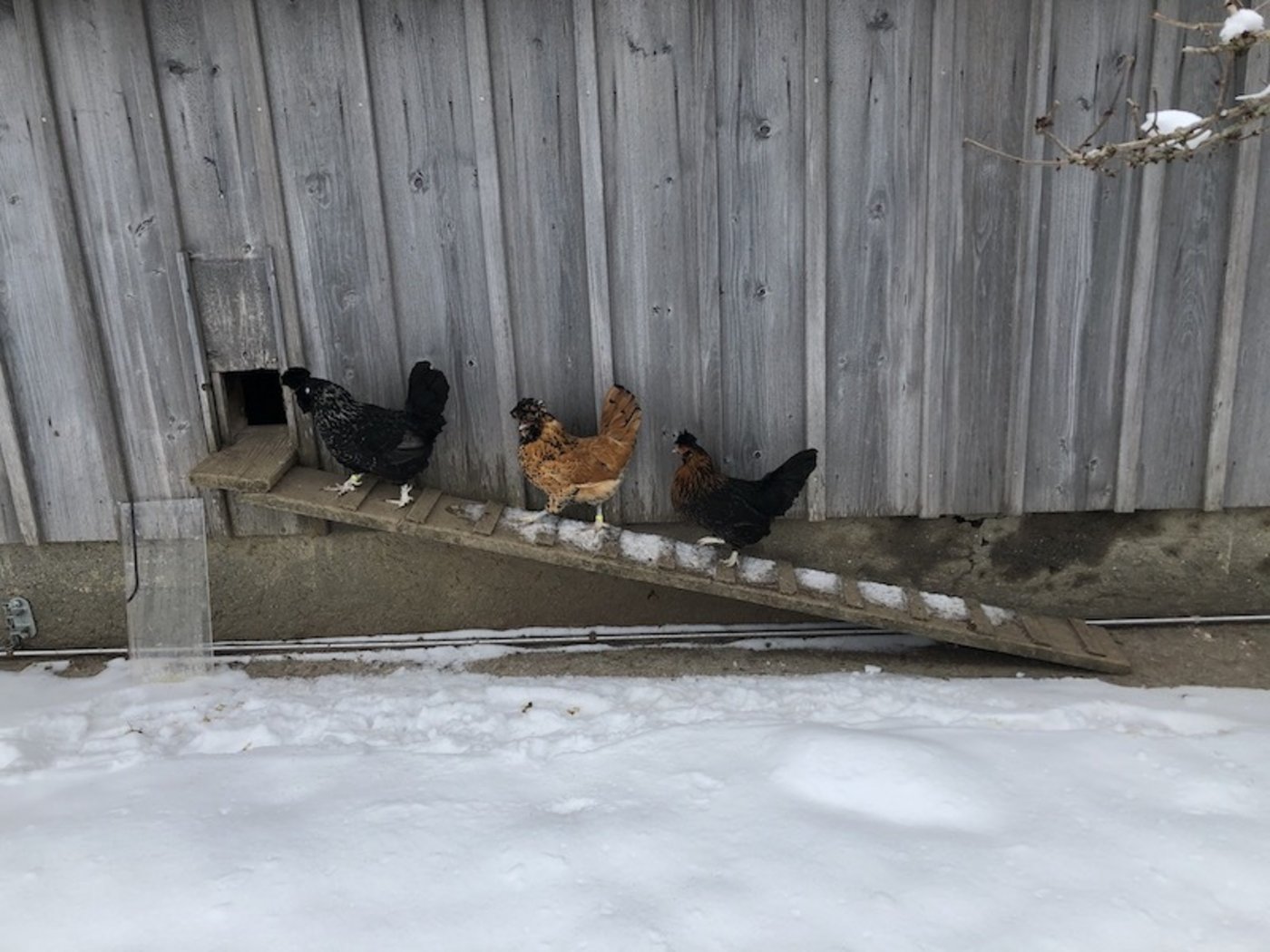 Auch die Hühner sind speziell: Das Triolerhuhn trägt Haube.