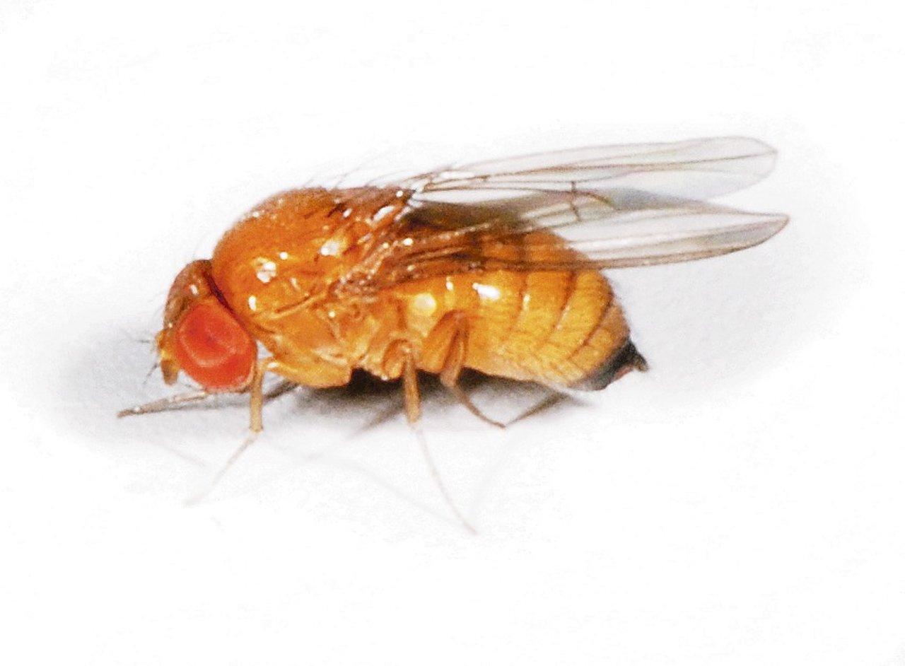 Kirschessigfliegen erreichen 2 bis 3 mm Länge. (Bild Wikipedia)