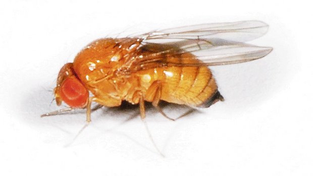 5 Fakten zur Kirschessigfliege Kirschessigfliegen erreichen 2 bis 3 mm Länge. (Bild Wikipedia)