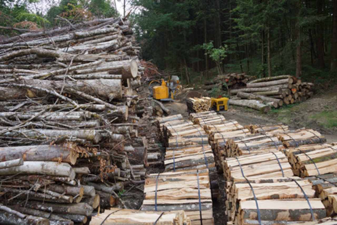 Der Nachhaltigkeitsbericht 2018 zeigt die Wirtschaftlichkeit des Waldes im Kanton Bern auf. (Bild Archiv BauZ)