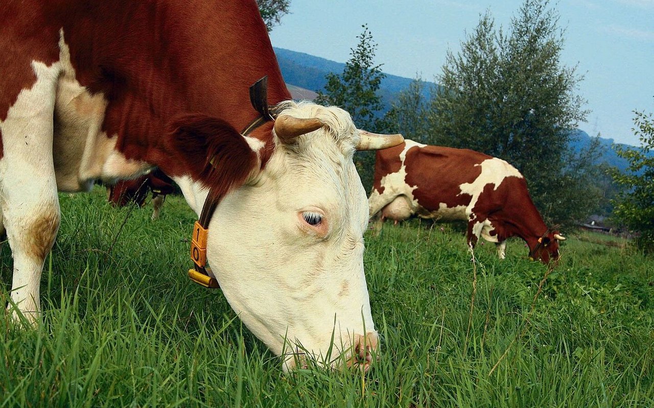 Die untersuchten Betriebe haben ihre Rinder erst mit 18 Monaten das erste Mal besamt. 
