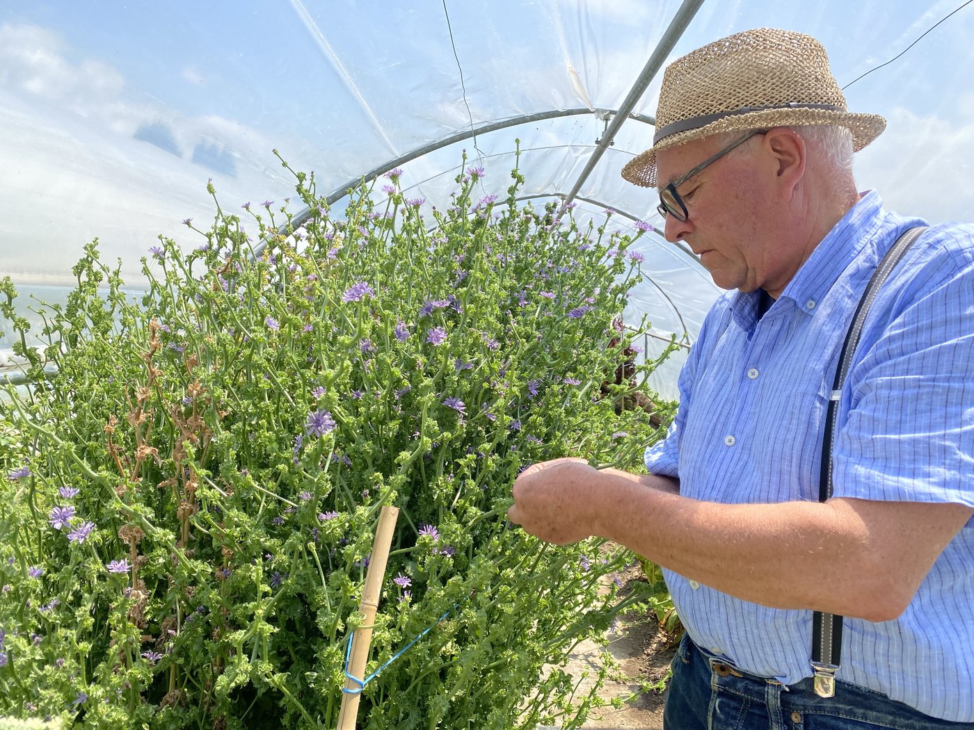Jürg Hädrich neben einem aufgestängelten Frisée-Salat. 