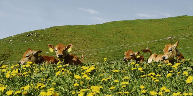 Alpwirtschaft und Tourismus hängen zusammen. Ein Projekt im Kanton Schwyz will das gegenseitige Verständnis fördern. (Bild Familie Schelbert-Gwerder)