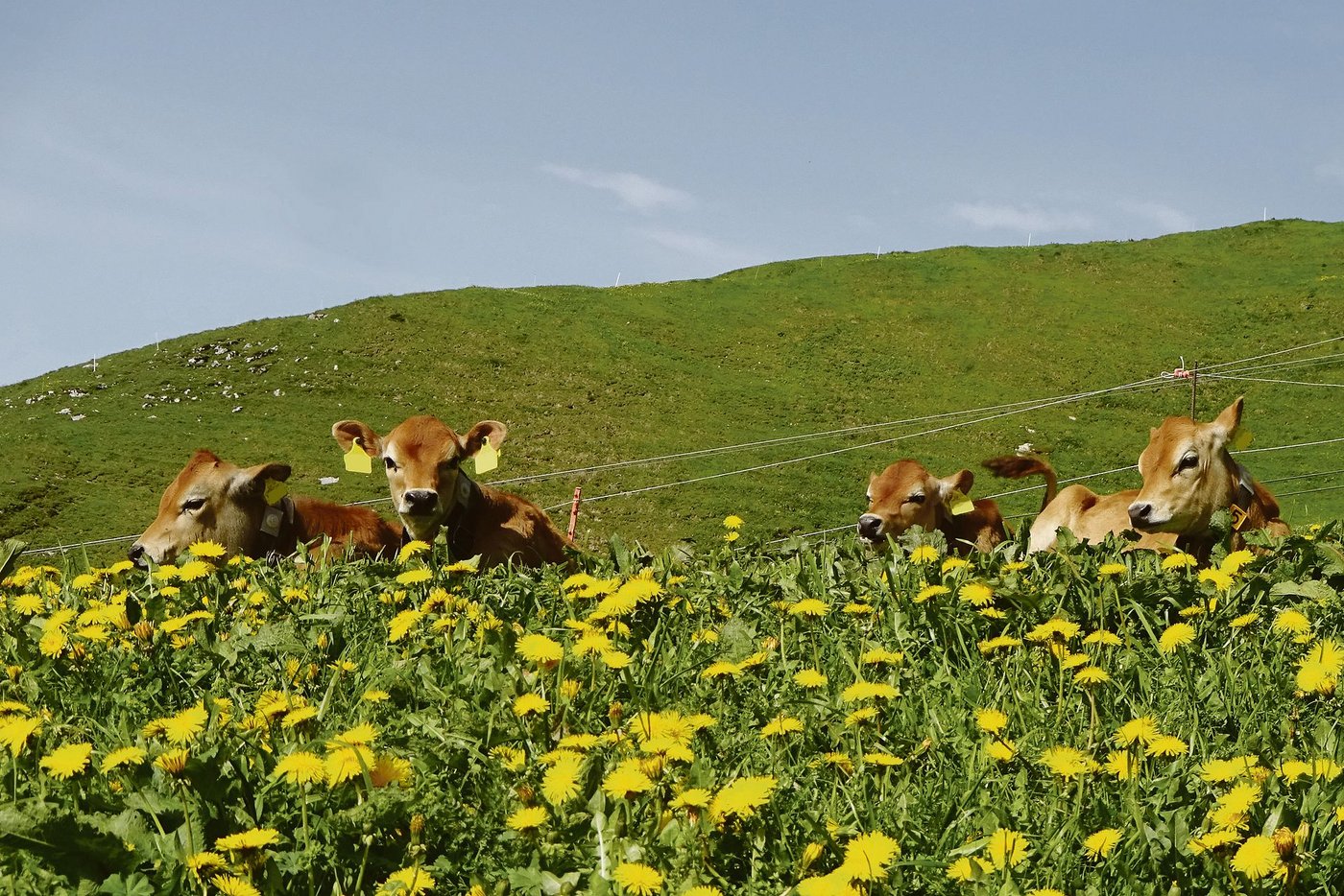 Alpwirtschaft und Tourismus hängen zusammen. Ein Projekt im Kanton Schwyz will das gegenseitige Verständnis fördern. (Bild Familie Schelbert-Gwerder)