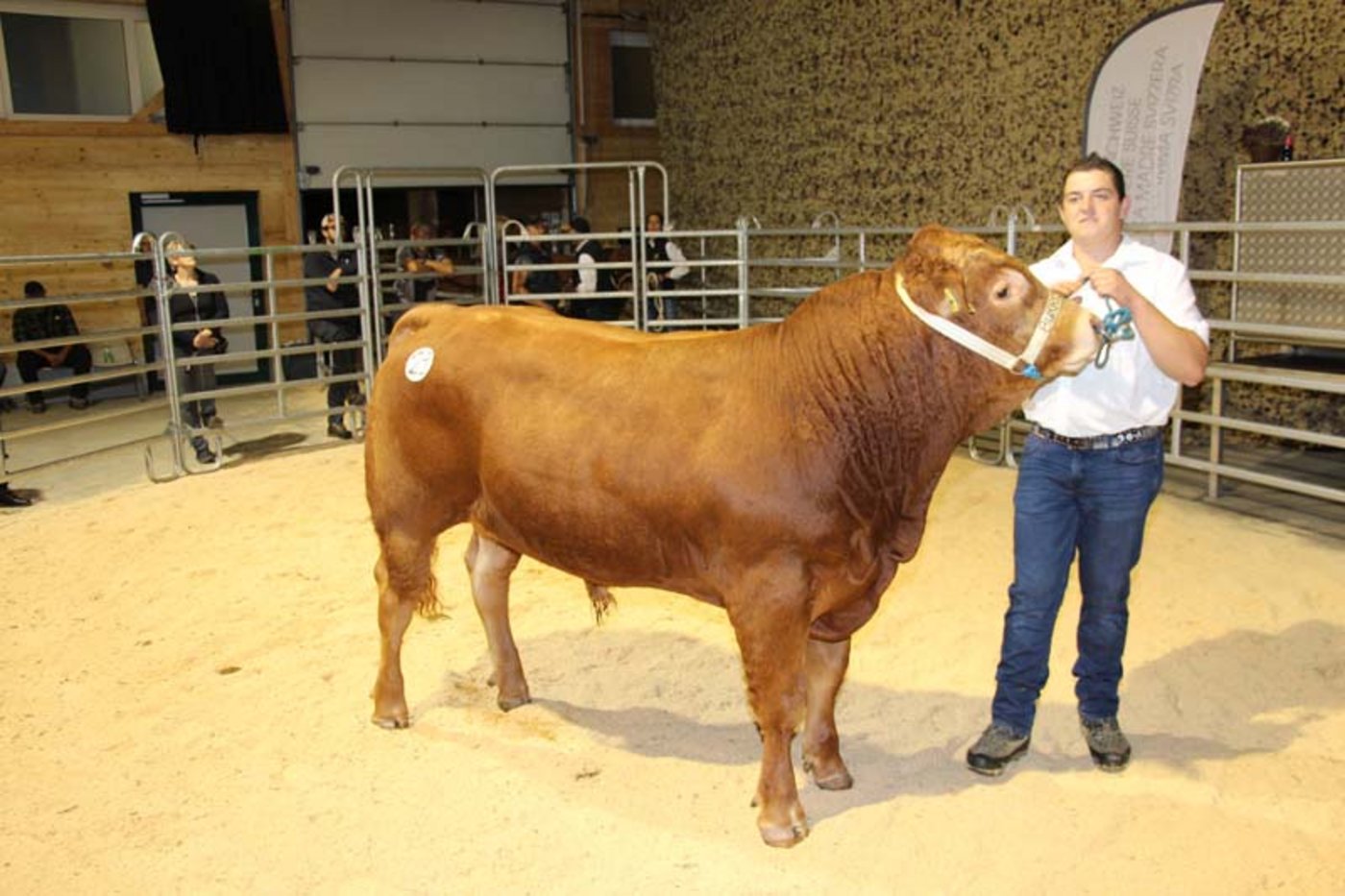 Der Limousin-Stier Burri's Tarzan MHF von den Züchtern Franz und Anita Burri-Meier aus Dagmersellen LU war am Mittwoch dieser Woche mit 8900 Franken der teuerste Stier am Stierenmarkt. (Bild Hans Rüssli)