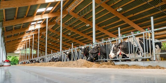 Die Fütterung kann mit dem Milchharnstoffwert optimiert werden. (Bild Fotolia)