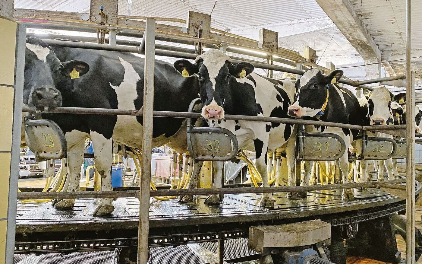 Gemolken wird in einem 32er-Karussell in zwei Schichten an acht Stunden.