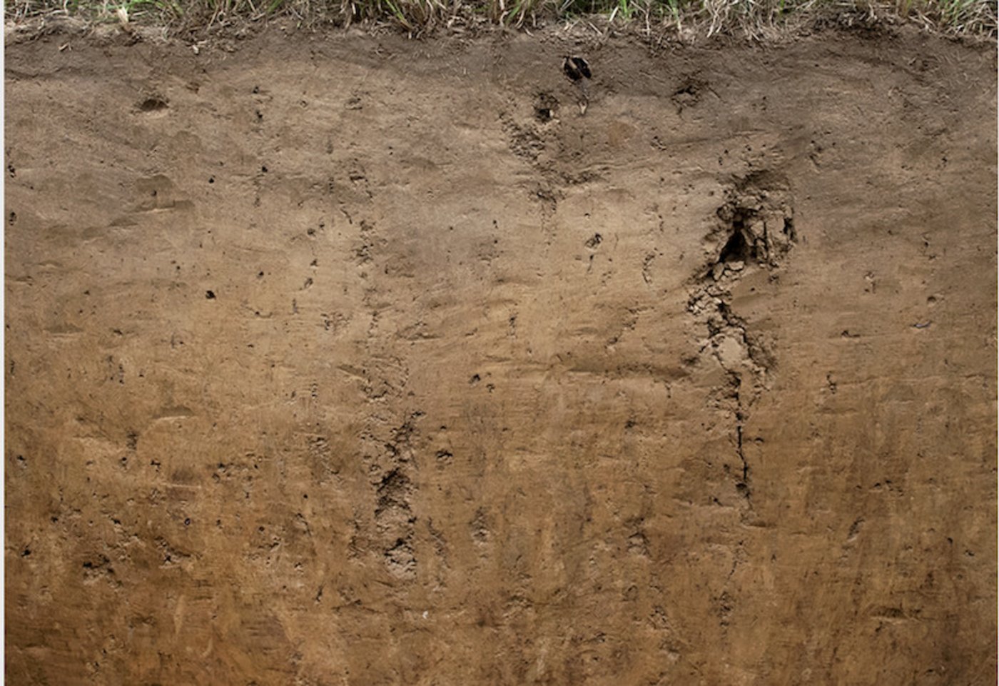 ... im unteren Bereich sammelt sich der oben ausgewaschene Ton und die Eisenteilchen, was die Erde rot färbt. (Bild BGS)