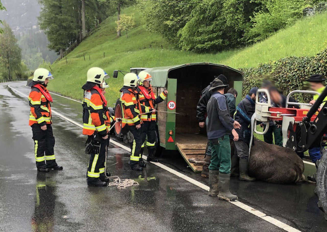 Das Rind konnte nach seinem Bad im Lauerzersee betäubt werden und anschliessend nach Hause transportiert werden. (Bild Kantonspolizei Schwyz)