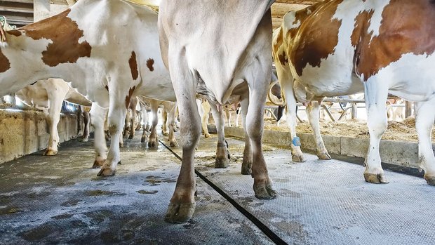 Die Kühe des Gutsbetriebes Hohenrain geniessen den neuen rutschfesteren Gummibelag auf dem Laufgang im Stall. (Bilder Markus Bucheli)