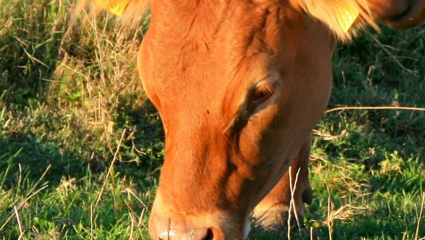 Eine wunderchöne und genetisch hornlose Limousin-Kuh. (Bild: hs)