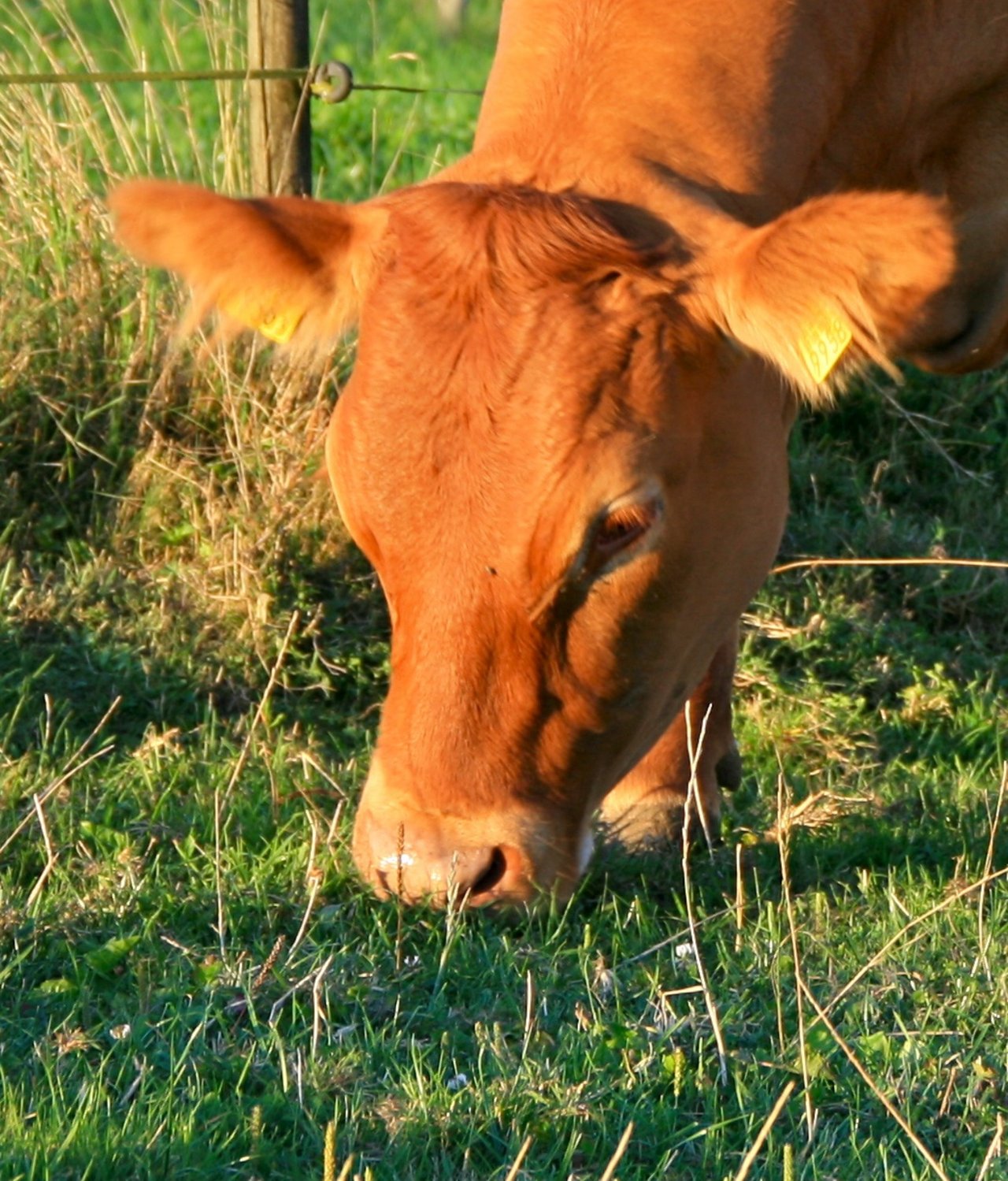 Eine wunderchöne und genetisch hornlose Limousin-Kuh. (Bild: hs)