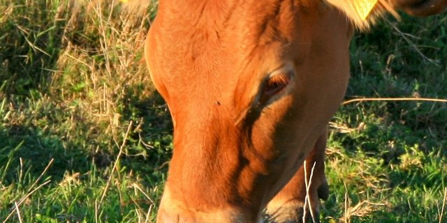 Eine wunderchöne und genetisch hornlose Limousin-Kuh. (Bild: hs)