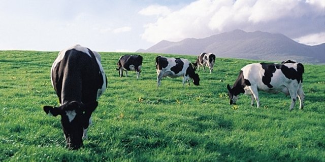 Irische Kühe auf der Weide. (Bild Irish Food Board) 