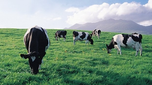 Irische Kühe auf der Weide. (Bild Irish Food Board) 