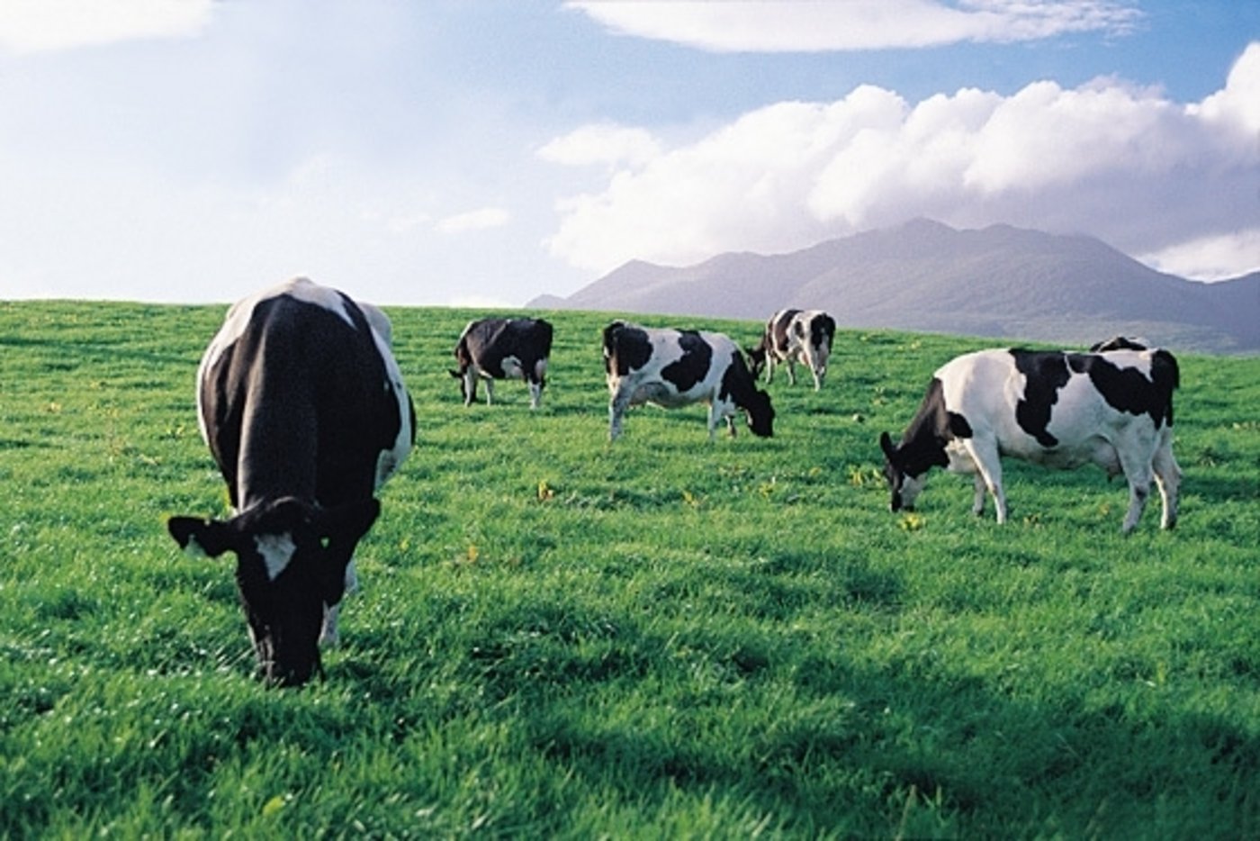 Irische Kühe auf der Weide. (Bild Irish Food Board) 