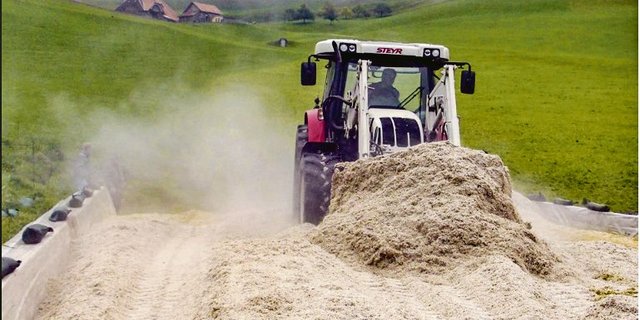 Zuckerrübenschnitzel gibt es in verschiedenen Formen: Lose, zum Einsilieren, in Ballen, aber auch Trockenschnitzel oder auch Schnitzel, die melassiert sind.(Bild Ueli Wyss, Agroscope)