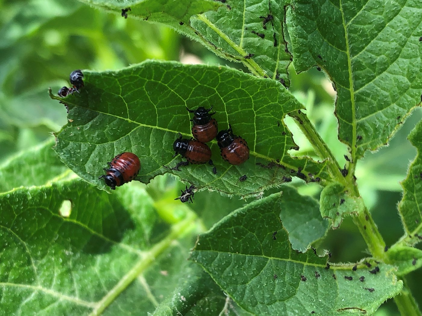 Kartoffelkäfer mögen warmes und trockenes Wetter. (Bild David Perler)