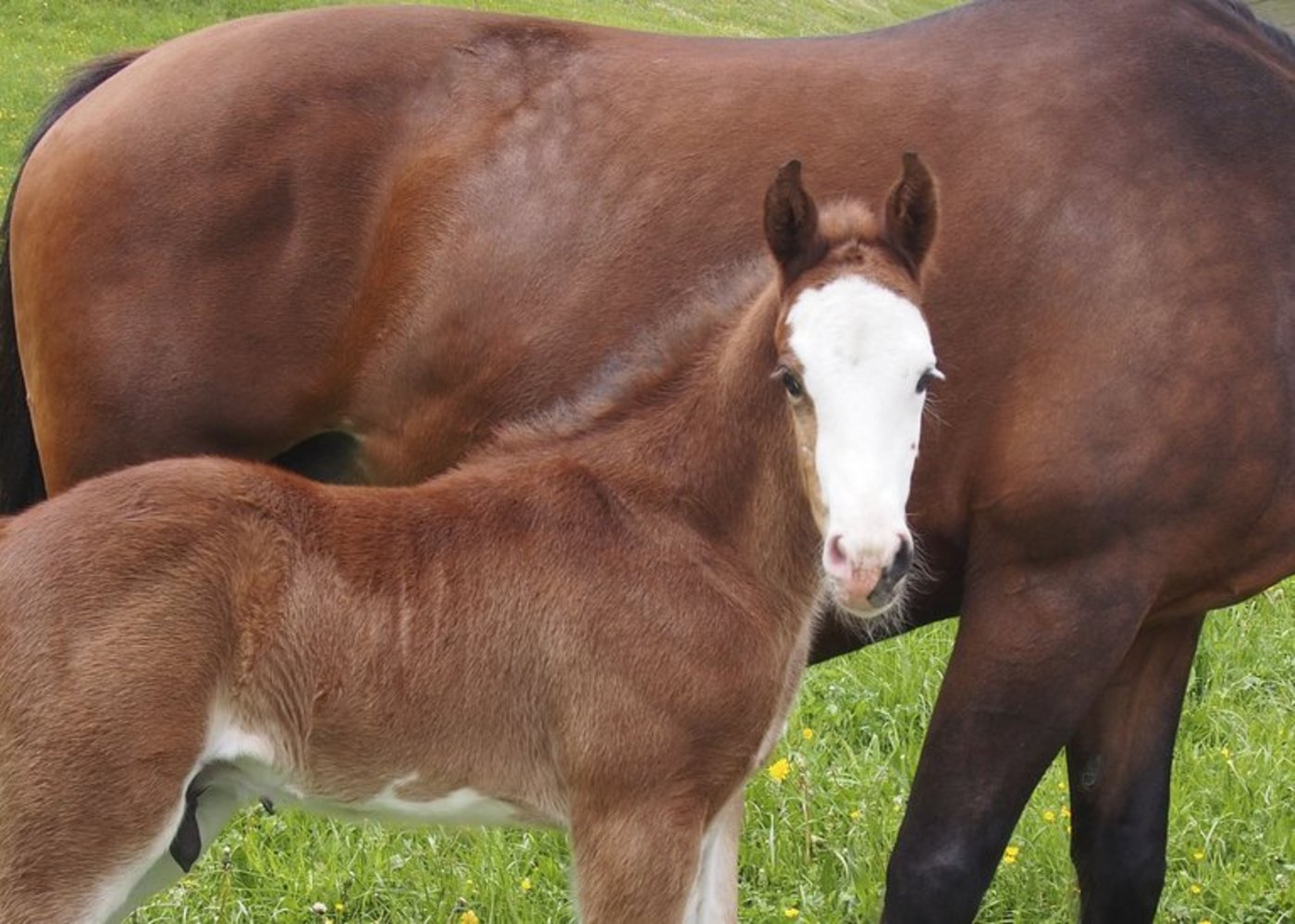 Haben bisher stark abgenommen: Die Geburten von Equiden 2019. (landwirtschaft.ch, Stephan Rieder)