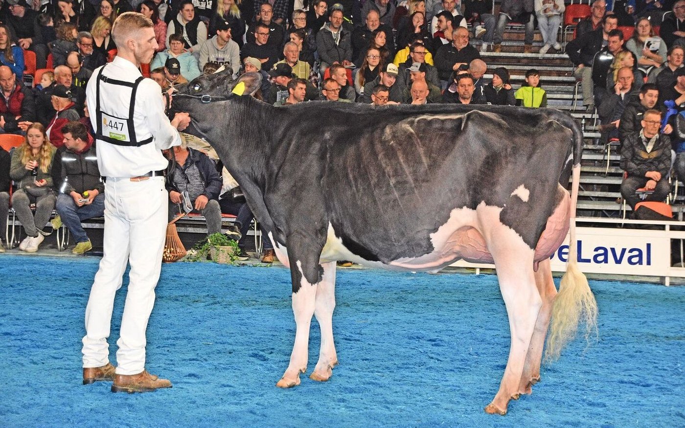 Duckett King Doc Prestige von Frédéric Suard gewann ihre Klasse. Sie ist eine Grosstocher von Vangoh Durham Treasure.