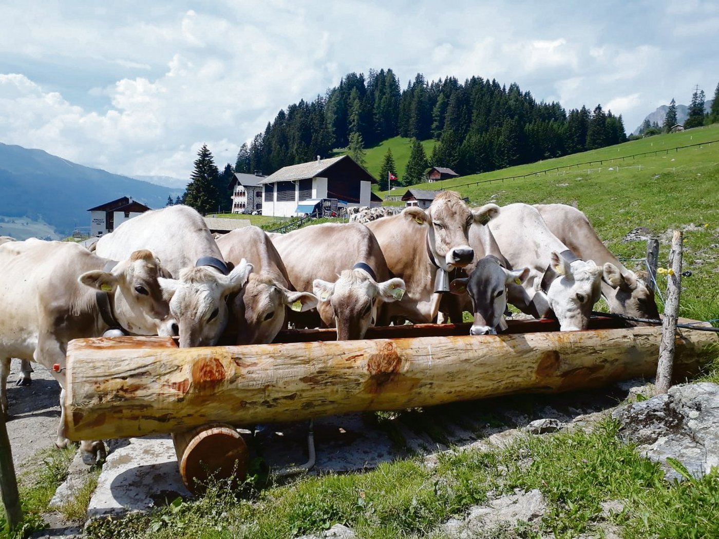 Die Grünlandherde des Plantahofs verbringt den Sommer auf der Alp Parpan (Bild Plantahof).