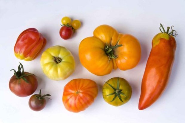 Die Sortenvielfalt bei den Tomaten ist gross, auf dem Markt sind jedoch nur wenige Sorten erhältlich. (Bild: zvg)