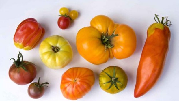 Die Sortenvielfalt bei den Tomaten ist gross, auf dem Markt sind jedoch nur wenige Sorten erhältlich. (Bild: zvg)