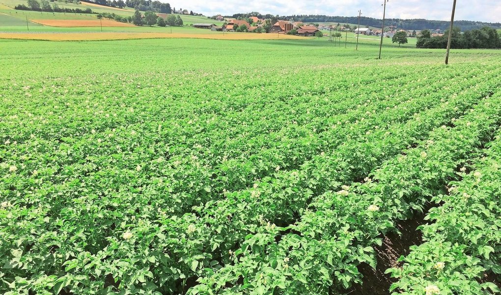 Pflanzen wie diese Bio-Kartoffeln sind vielfältigem Stress ausgesetzt. Zur Stärkung der Pflanzen können Bakterienpräparate, Algenprodukte und kieselsäurehaltige Steinmehle eingesetzt werden.