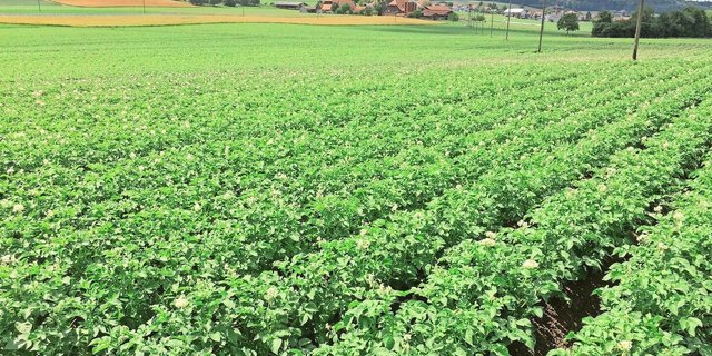 Pflanzen wie diese Bio-Kartoffeln sind vielfältigem Stress ausgesetzt. Zur Stärkung der Pflanzen können Bakterienpräparate, Algenprodukte und kieselsäurehaltige Steinmehle eingesetzt werden.