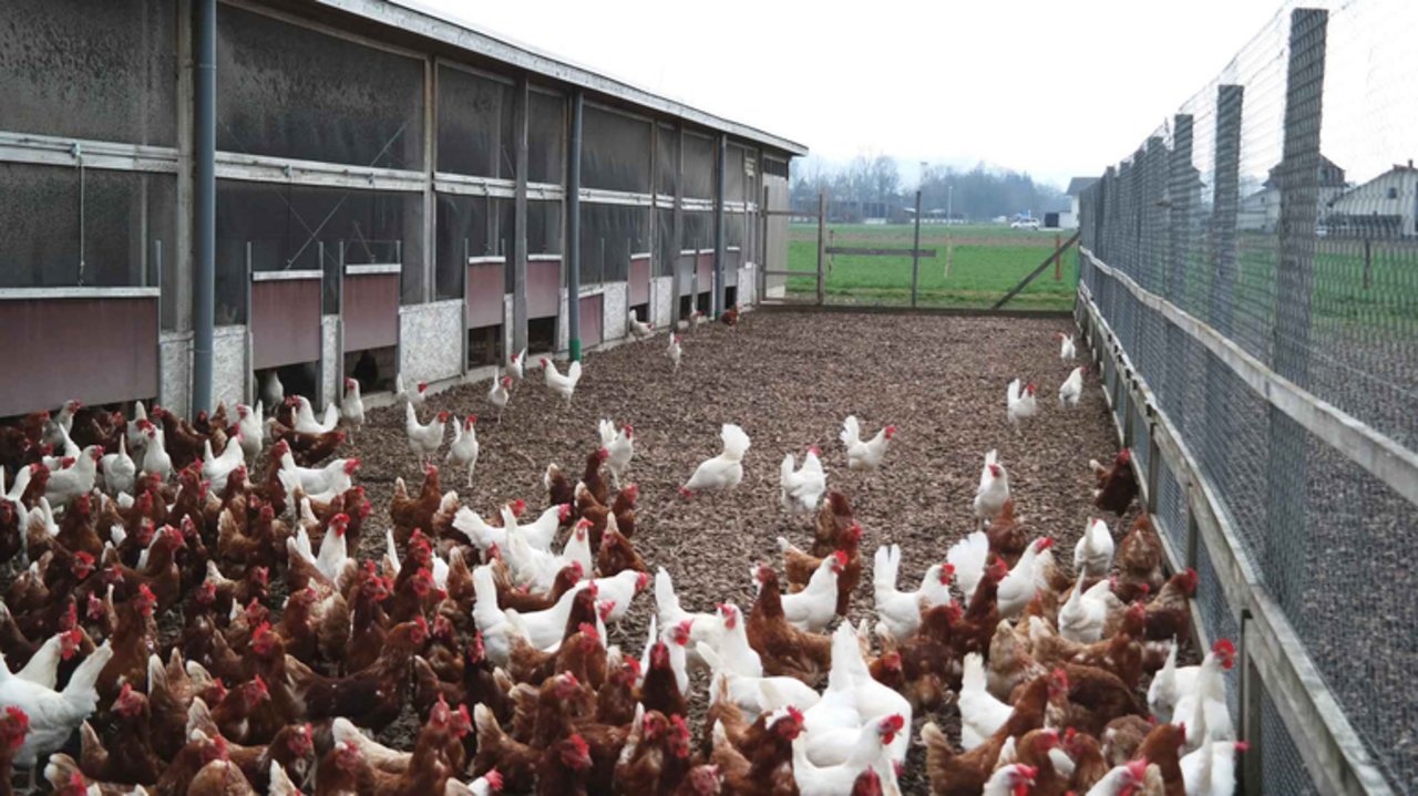 Die Schweizer Bauern konnten deshalb in den letzten Jahren die Eierproduktion ausdehnen. (Bild Josef Kottmann/zvg)