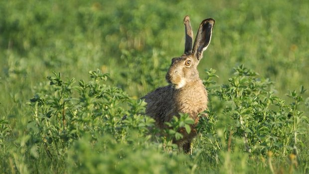 Der Schutz gefährdeter Arten wie Feldhasen würden durch die neue Gesetzgebung geschwächt, warnen Naturschutzorganisationen. (Bild zVg)