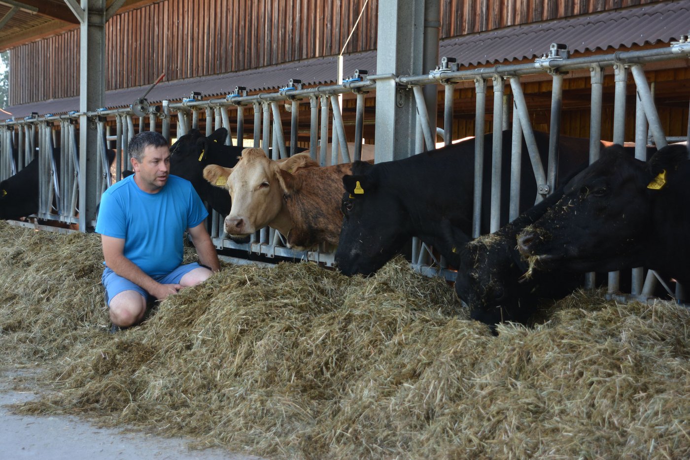 Rund 30 F1-Mutterkühe mit ihrem Nachwuchs leben im 2008 eingeweihten Mutterkuhstall. 