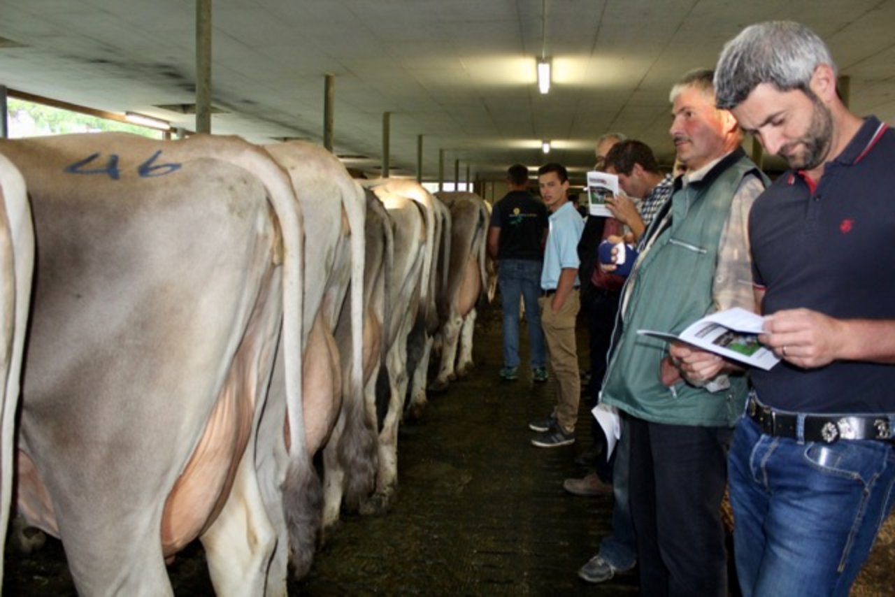 Mit dem Tierkatalog in der Hand studieren die Besucher die Vorzüge der Maihowa Kühe.