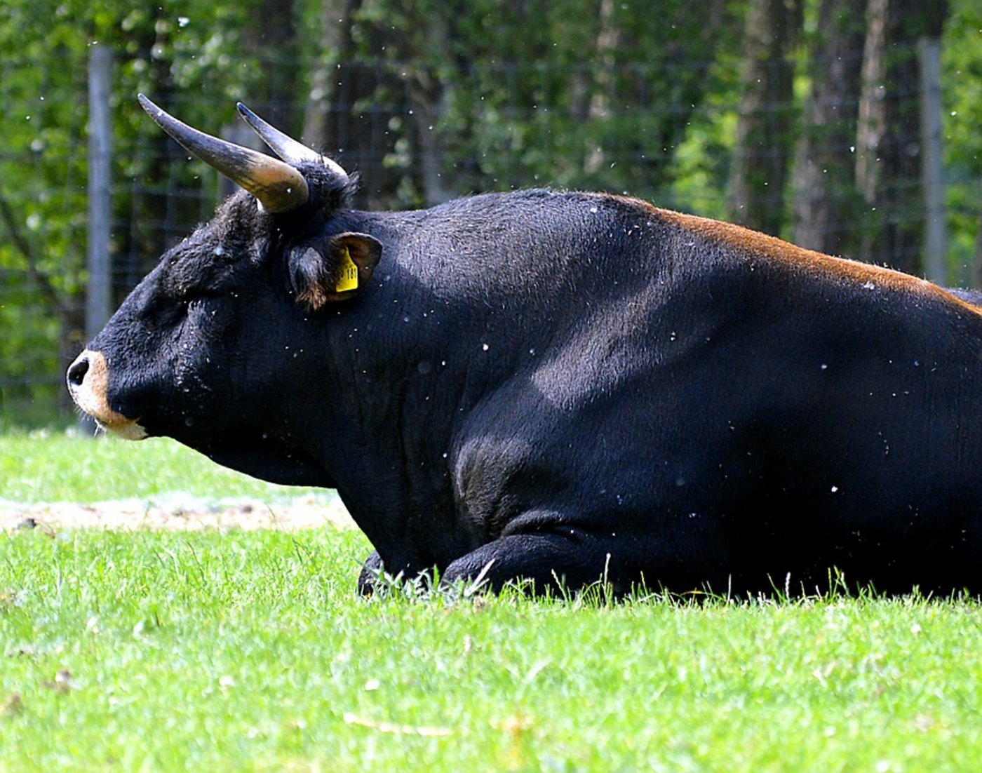 Der Stier fügte dem Landwirt schwere Verletzungen zu. (Symbolbild Pixabay)