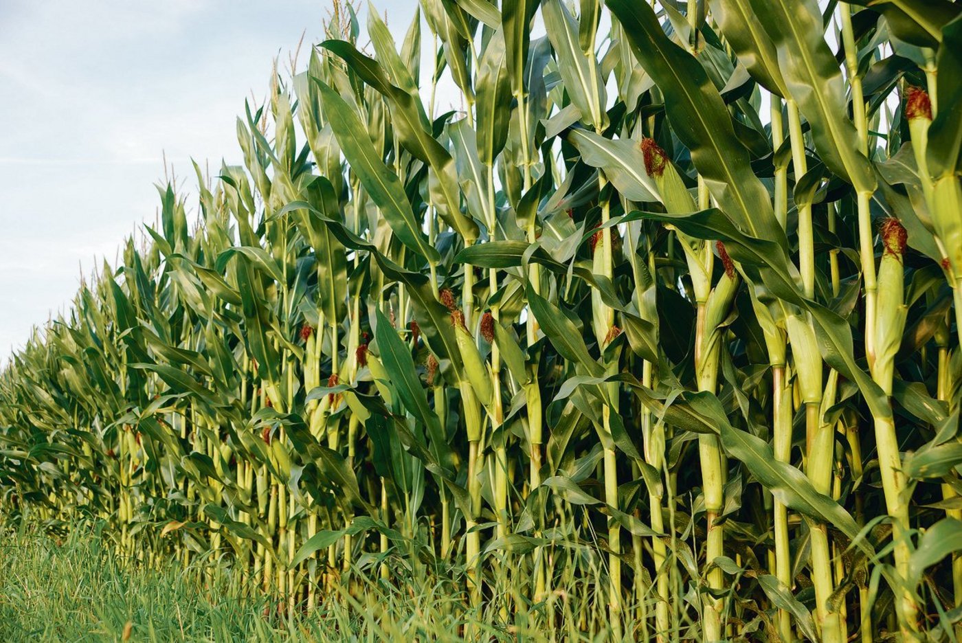 Landwirte müssen bei ihrer Fruchtfolgeplanung an den Maiswurzelbohrer denken: Im ganzen Kanton Luzern darf nicht mehr Mais nach Mais angebaut werden, andernfalls braucht es eine Anbaupause von mindestens zwei Jahren.(Symbolbild rae)