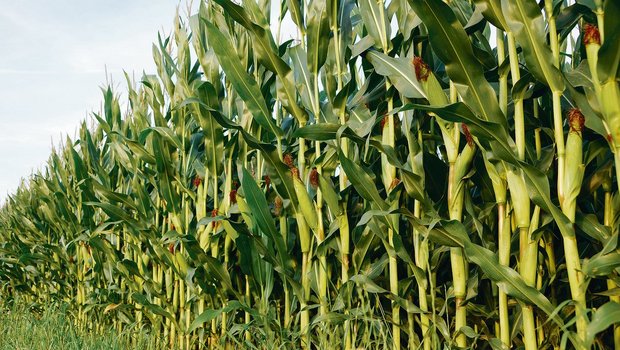 Landwirte müssen bei ihrer Fruchtfolgeplanung an den Maiswurzelbohrer denken: Im ganzen Kanton Luzern darf nicht mehr Mais nach Mais angebaut werden, andernfalls braucht es eine Anbaupause von mindestens zwei Jahren.(Symbolbild rae)